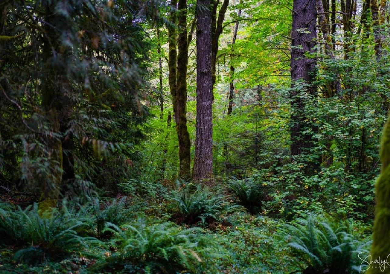 Cozy Bird House W Big Screen! Mount Hood Village Bagian luar foto